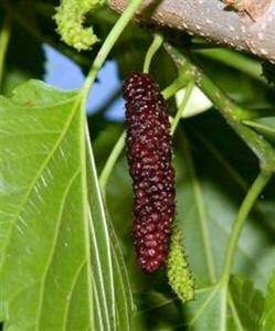 Pakistan Mulberry Tree