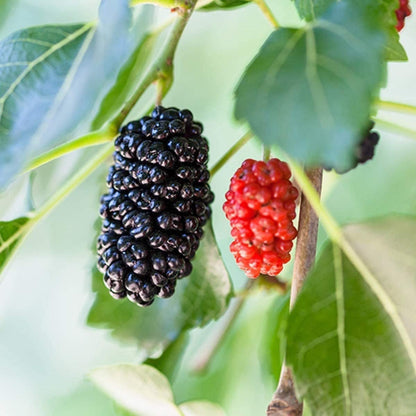 Dwarf Mulberry Tree