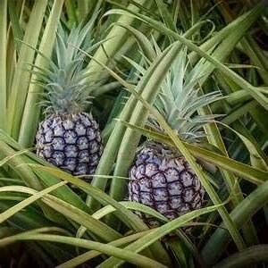 food for pineapple plant White Jade Pineapple Live Starter Plant