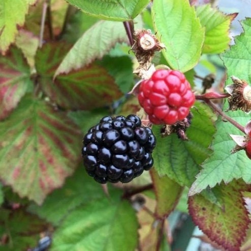 Triple Thornless Crown Blackberry