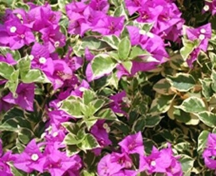 Bougainvillea Live Plant - 2 (Two) Blueberry Ice Bougainvillea Starter Plant - Live Bougainvillea Plant - Live Flower Plants