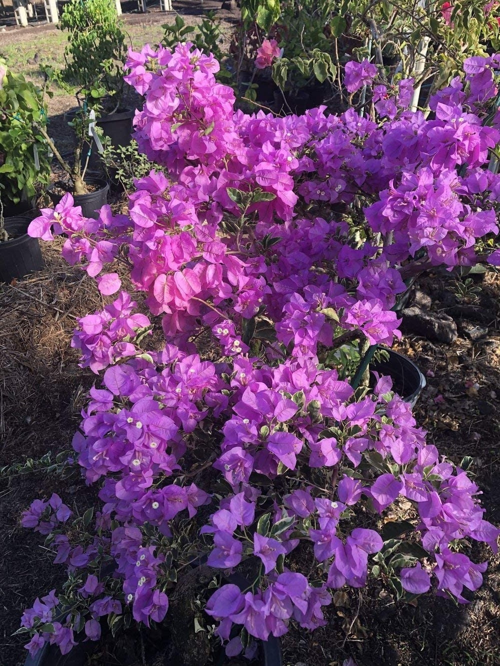 Bougainvillea Live Plant - 2 (Two) Blueberry Ice Bougainvillea Starter Plant - Live Bougainvillea Plant - Live Flower Plants