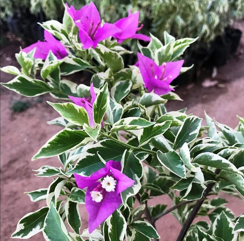 Bougainvillea Live Plant - 2 (Two) Blueberry Ice Bougainvillea Starter Plant - Live Bougainvillea Plant - Live Flower Plants