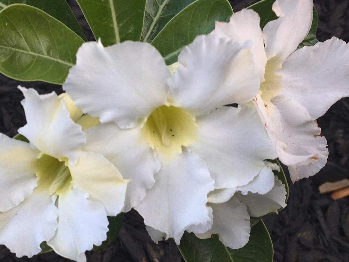 Desert Rose Plant | White Desert Rose