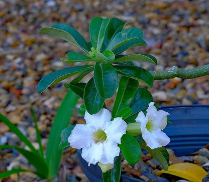 Desert Rose Plant | White Desert Rose