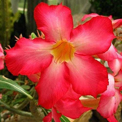 Desert Rose Plant Live