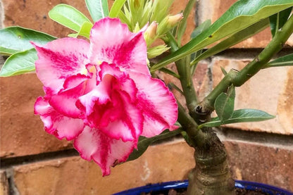 Pink Desert Rose