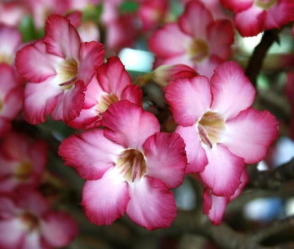 Pink Desert Rose