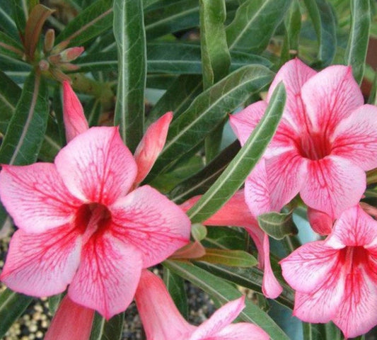 Pink Desert Rose