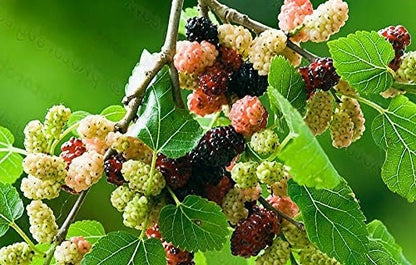 Red Mulberry