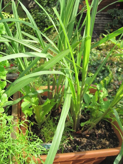 Lemon Grass Plant