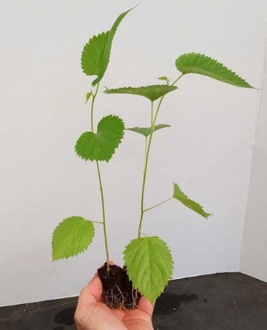 Pakistan Mulberry Tree