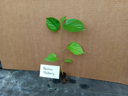 Pakistan Mulberry Tree