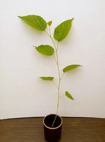 Dwarf Mulberry Tree