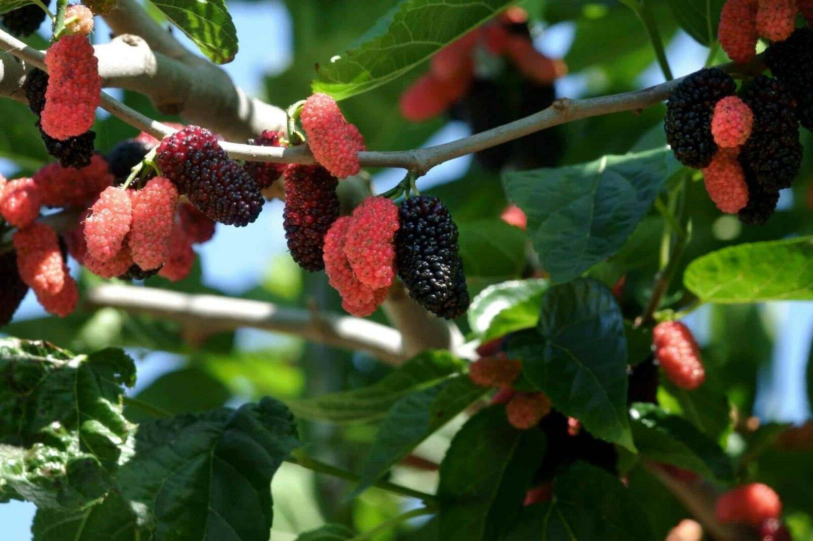 Dwarf Mulberry Tree