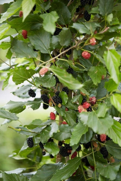 Dwarf Mulberry Tree