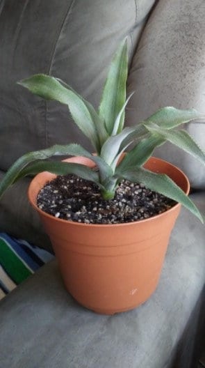sugarloaf pineapple plant Sugarloaf Pineapple Plant