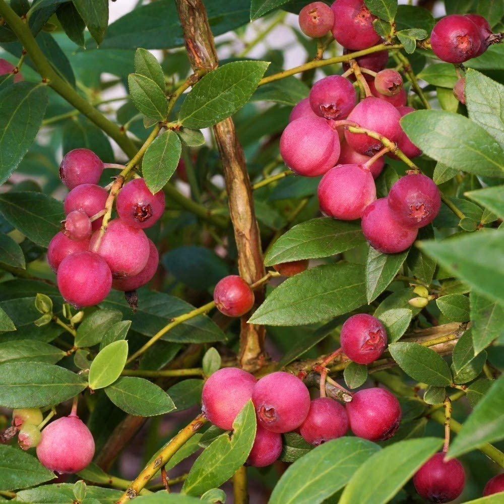 Pink Lemonade Blueberry – photo 5