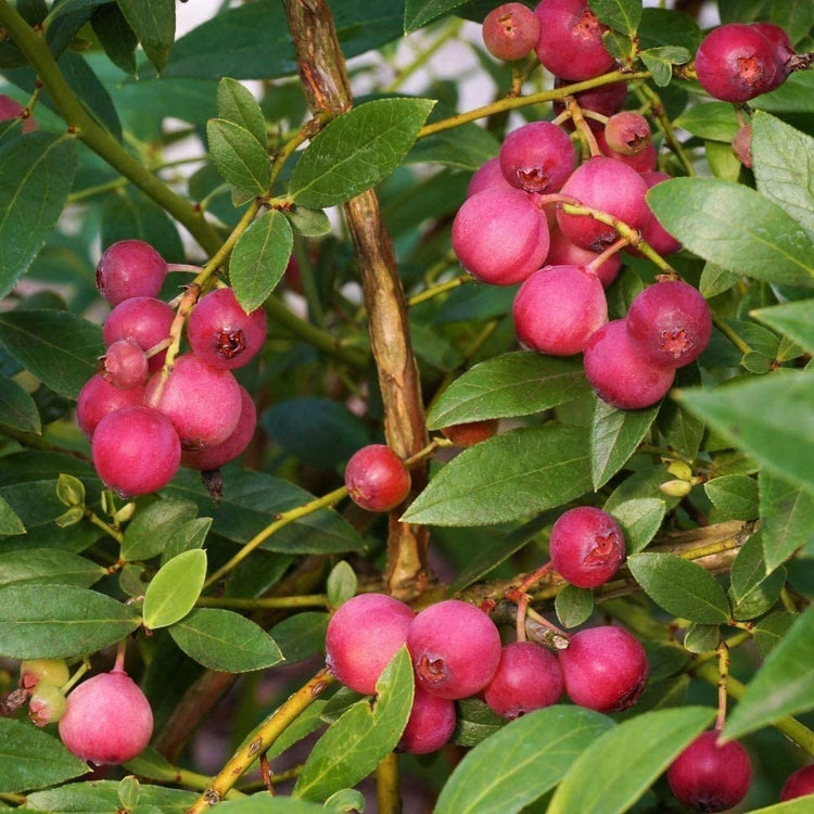 Pink Lemonade Blueberry – photo 5
