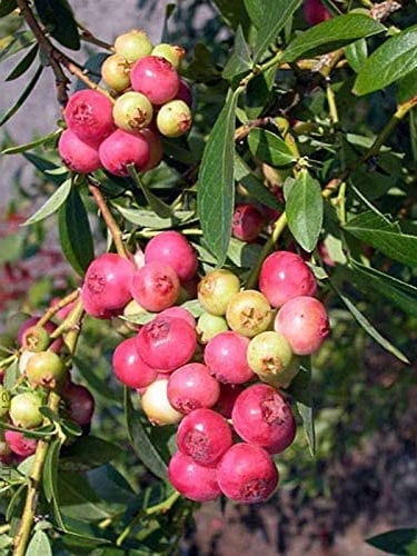 Pink Lemonade Blueberry – photo 6