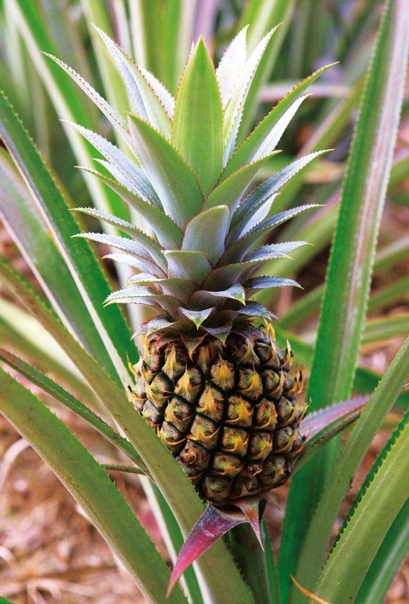 Elite Gold Pineapple