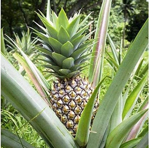 Elite Gold Pineapple