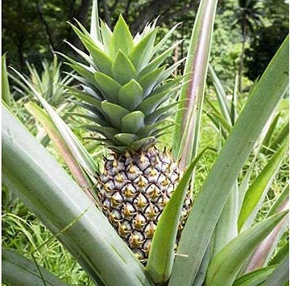 Elite Gold Pineapple