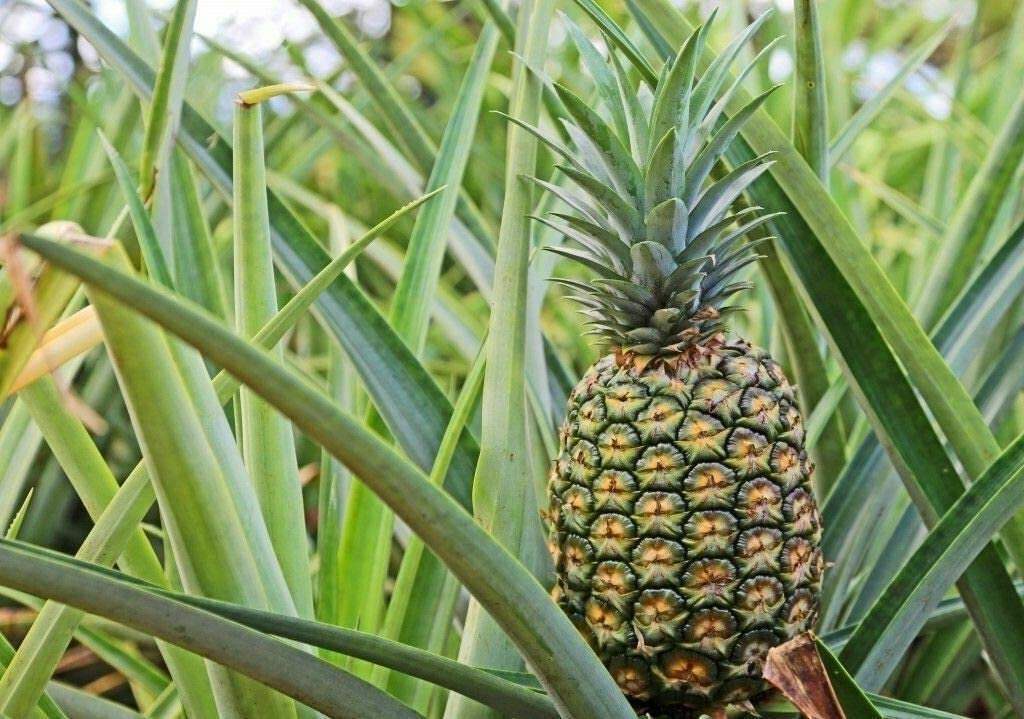 Elite Gold Pineapple