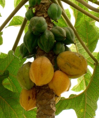 Mountain Papaya Tree