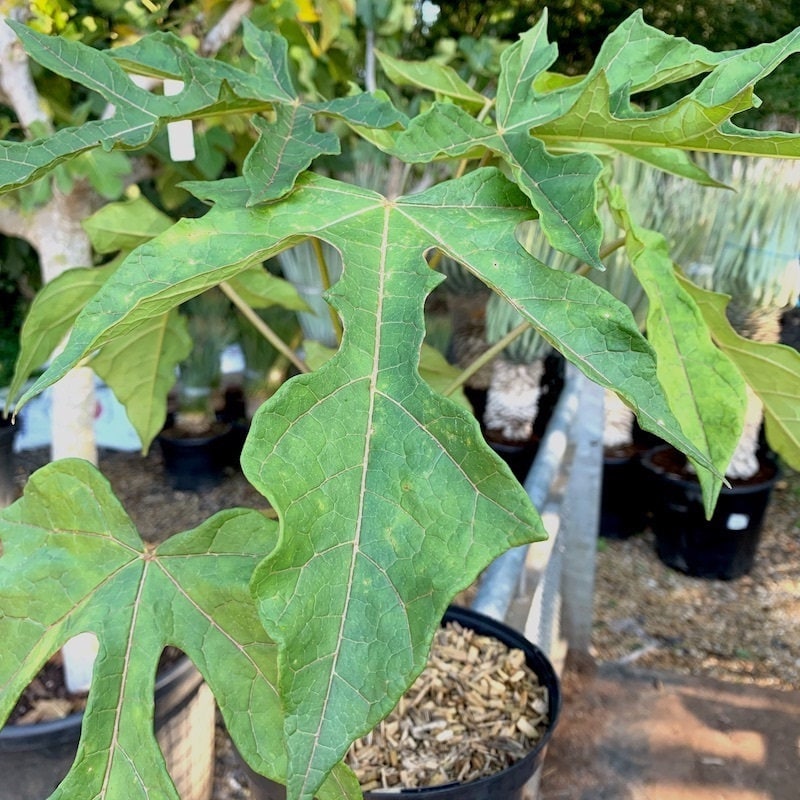 Mountain Papaya Tree