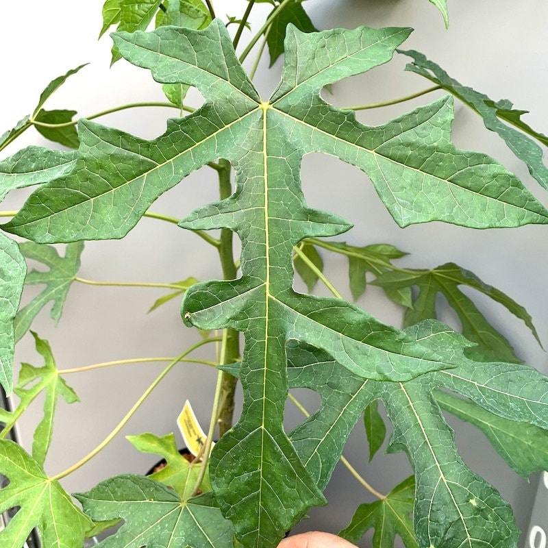 Mountain Papaya Tree