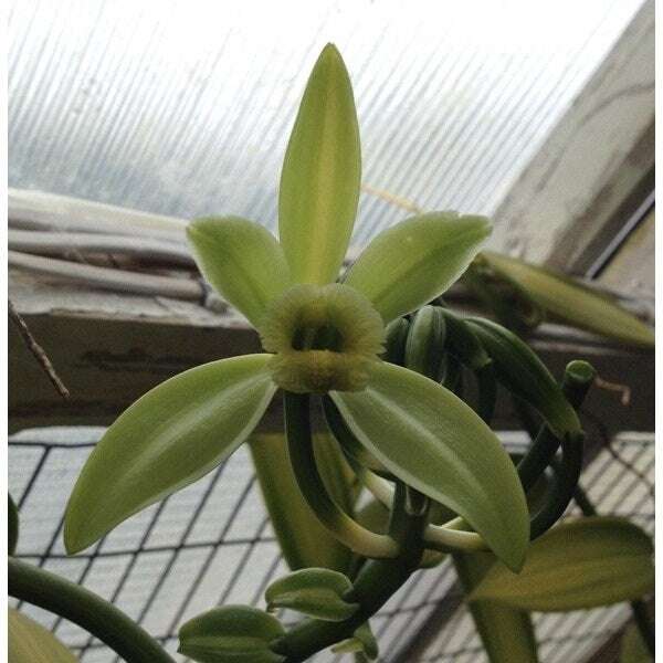 Vanilla Bean Orchid