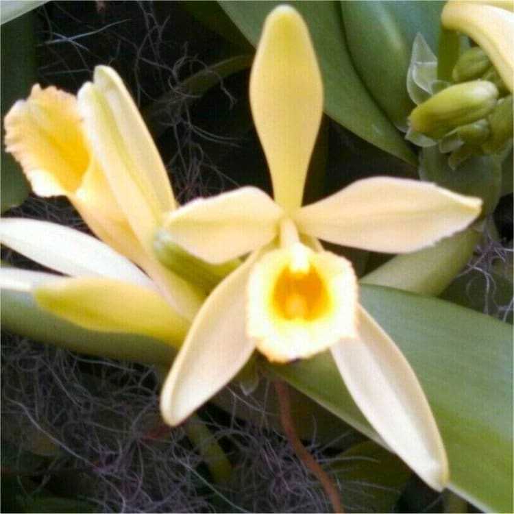 Vanilla Bean Orchid - Vanilla planifolia - Madagascar Vanilla Bean ...