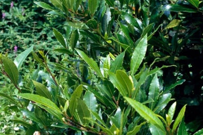 Bay Laurel Tree