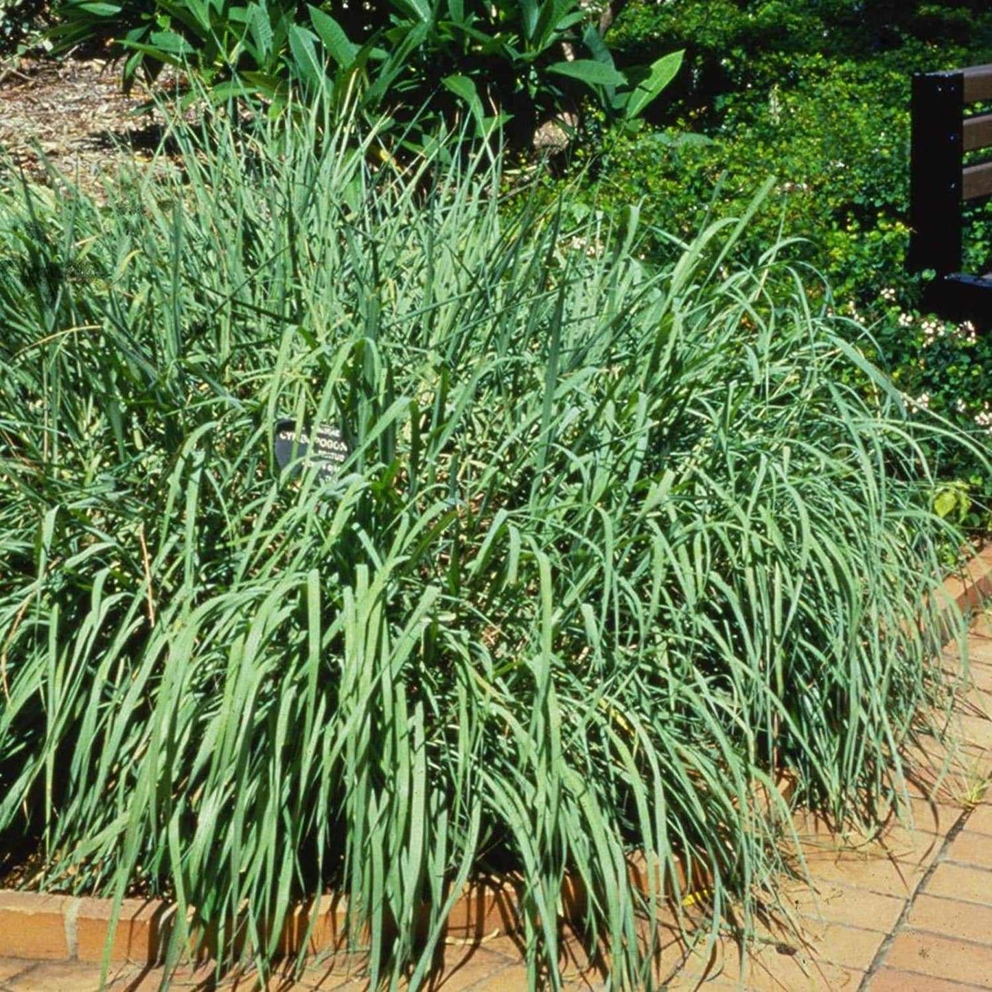 Lemon Grass Plant