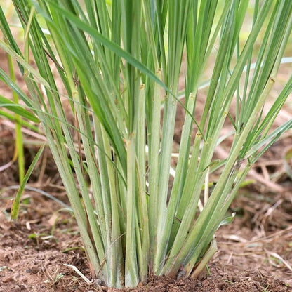 Lemon Grass Plant