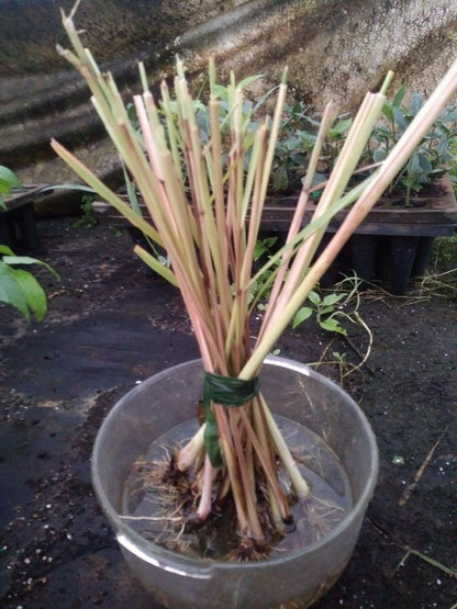 Lemon Grass Plant