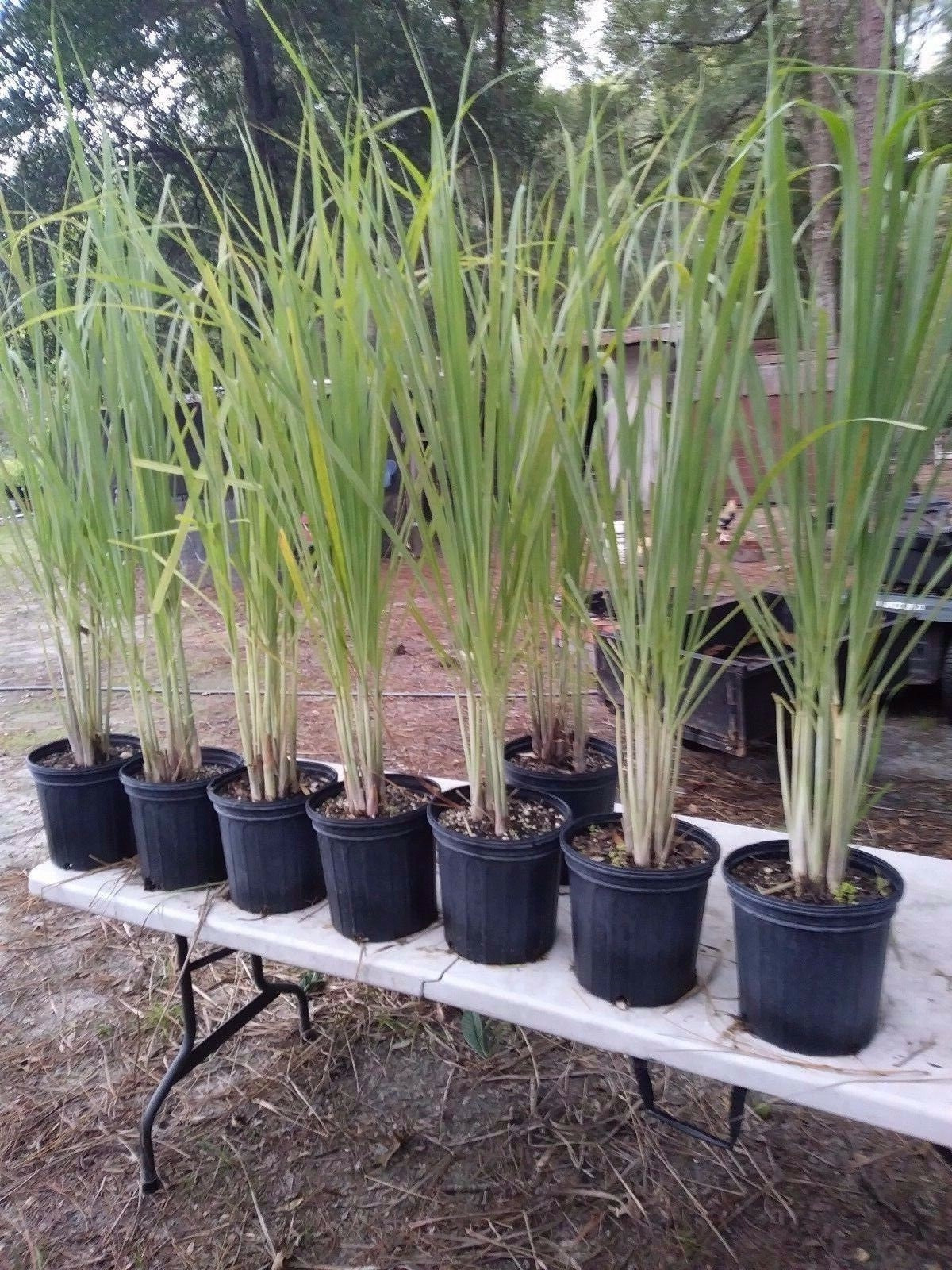 Lemon Grass Plant