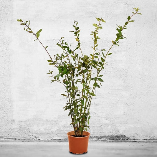 Bay Laurel Tree