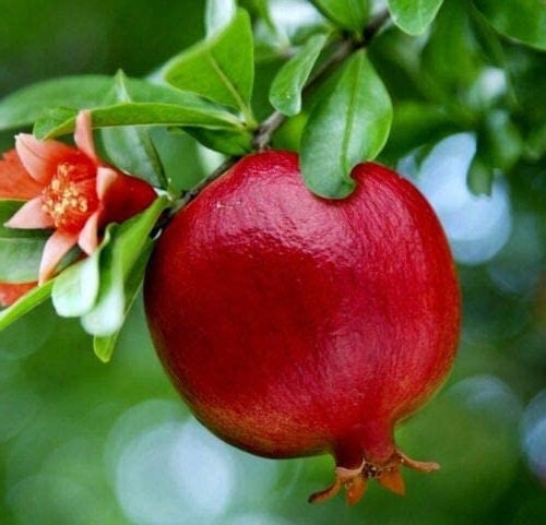 Wonderful Pomegranate Tree