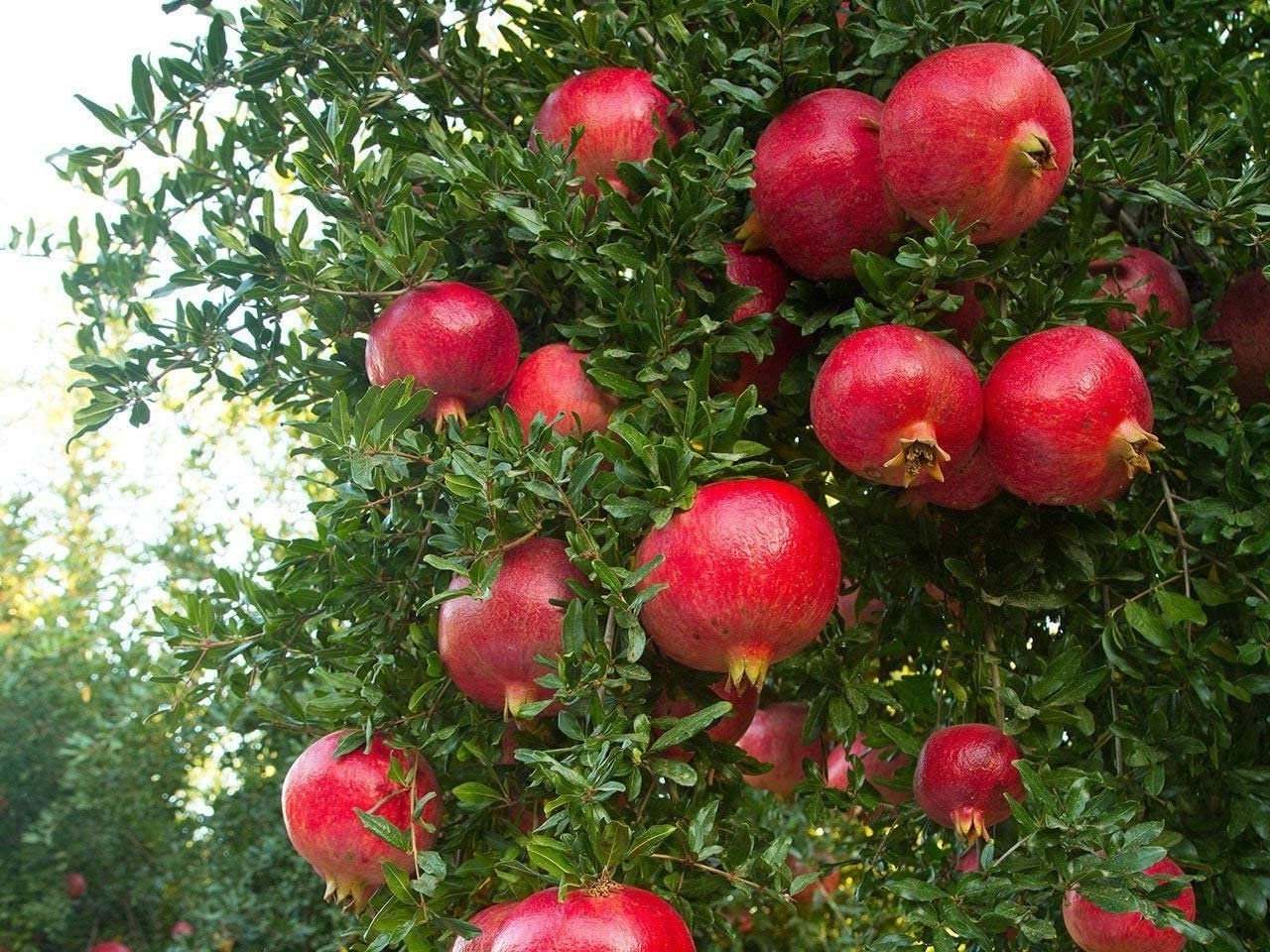 Wonderful Pomegranate Tree