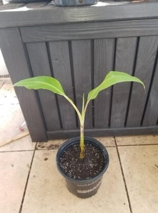 Namwah Banana