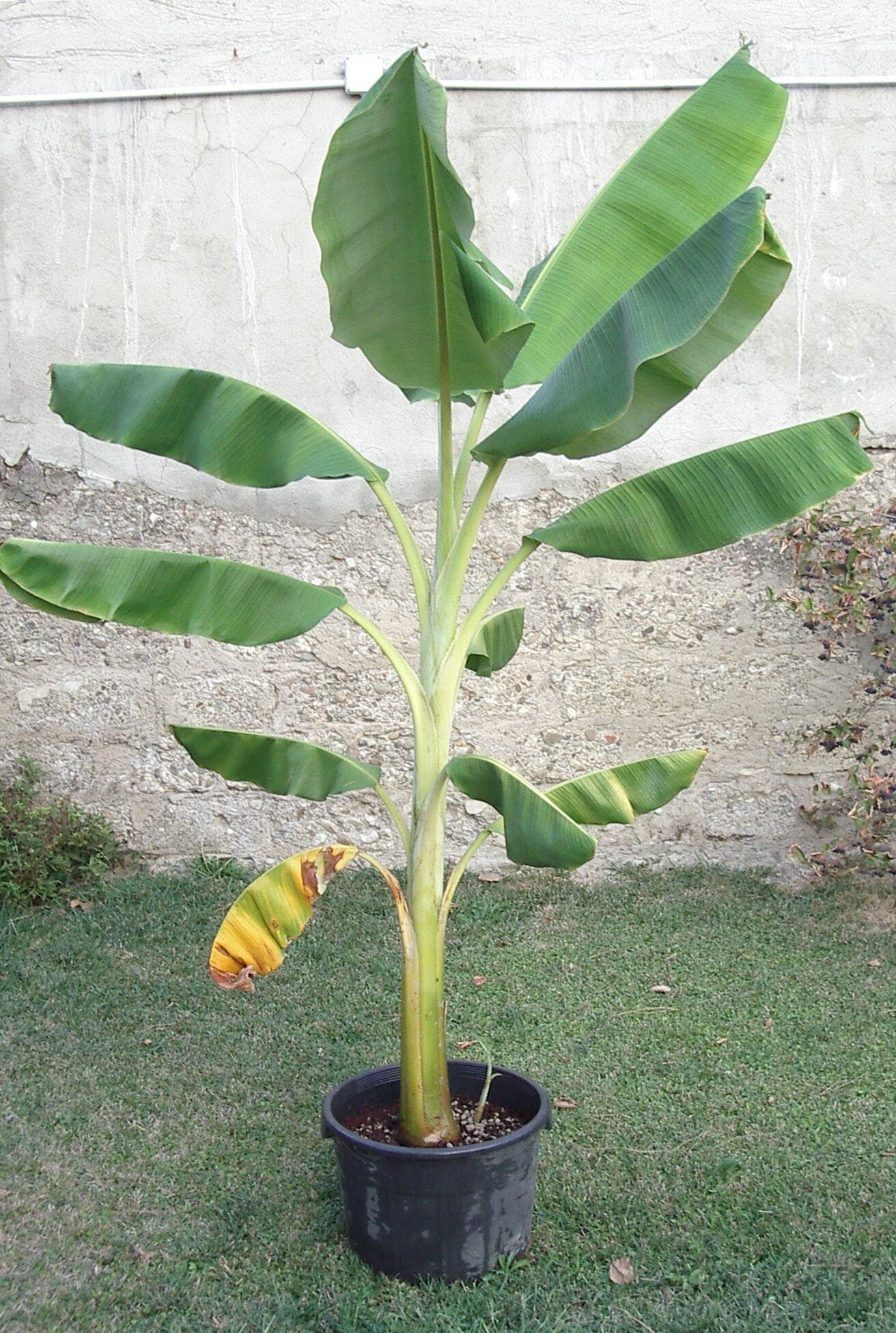 Dwarf Orinoco Banana