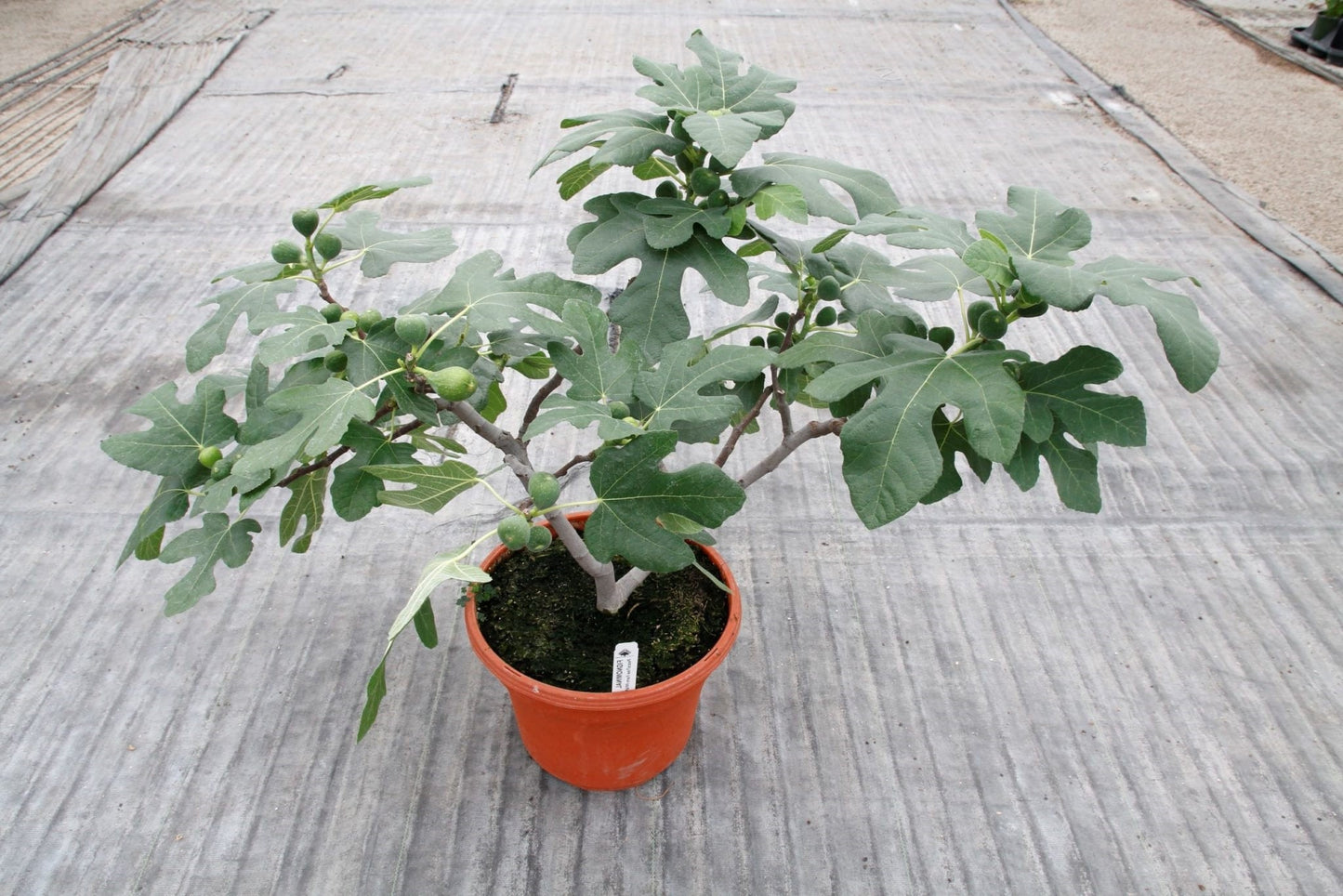 Fignomenal Fig Tree | Dwarf Fig Tree