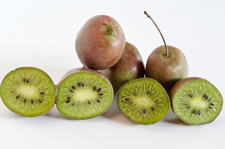 Prolific Kiwi Tree