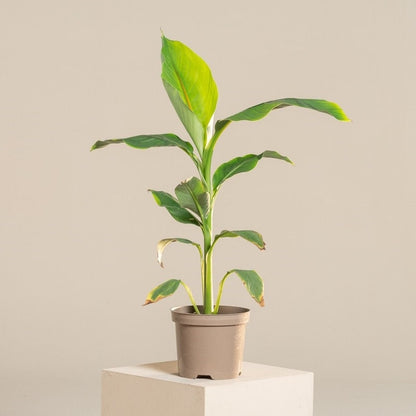 musa basjoo 10.5cm potted plant x 2 Musa Basjoo Cold Hardy Banana