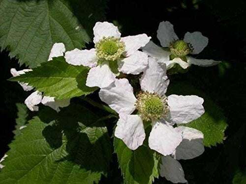 Big Daddy Blackberry Plant