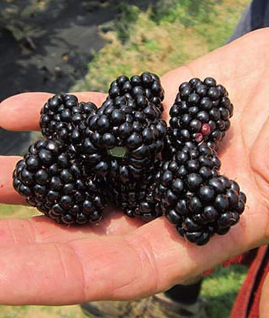 Big Daddy Blackberry Plant