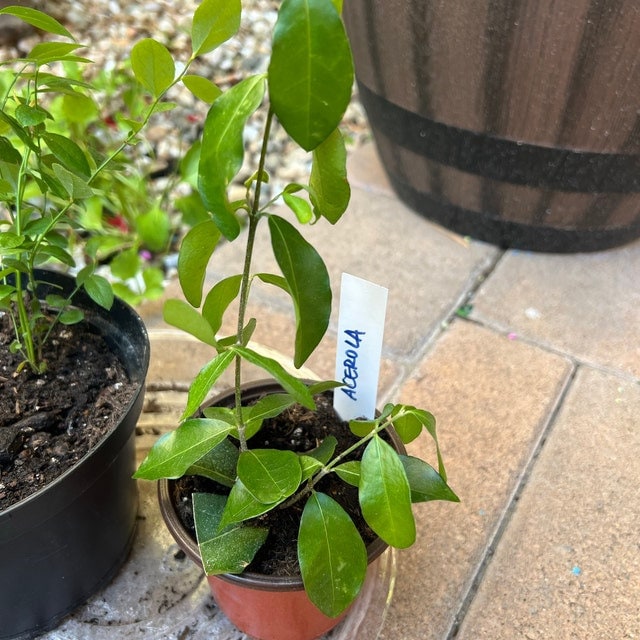 Barbados Cherry Tree