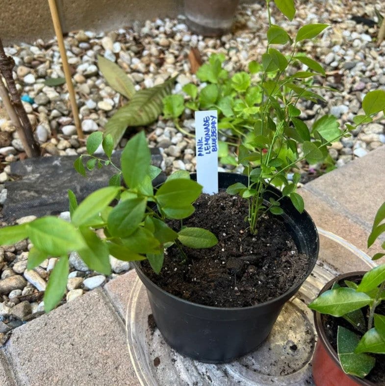 Pink Lemonade Blueberry – photo 2